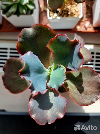 Суккуленты разные