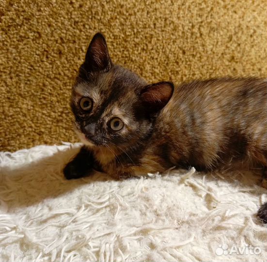 Котята метисы