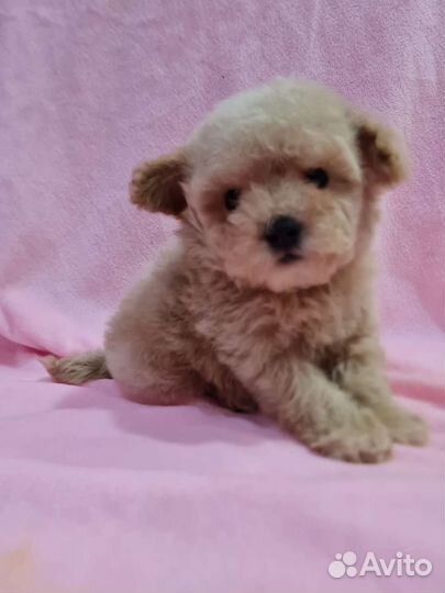 Той-пудель девочки