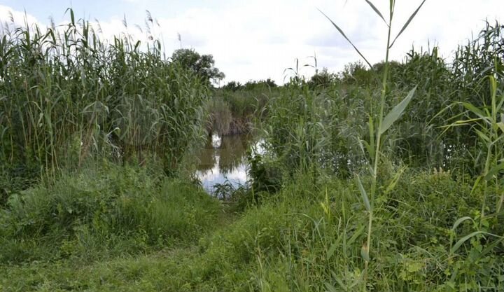 Участок 45 сот. (СНТ, ДНП)