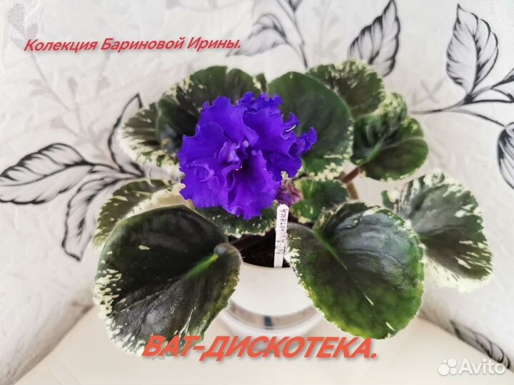 Детки сортовых фиалок