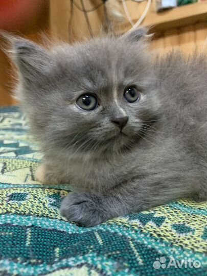 Котенок 2 месяца