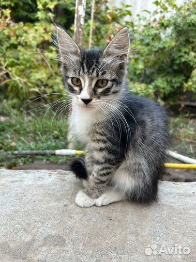 Котенок мальчик