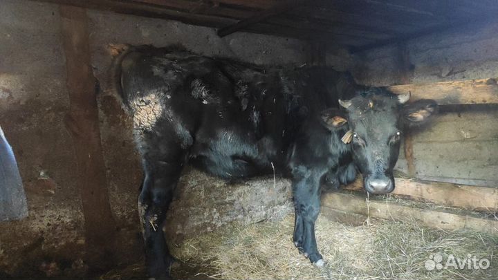 Телка 1.5 года