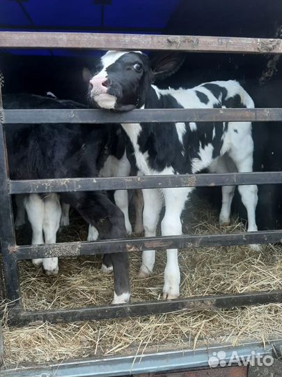 Хорошие бычки