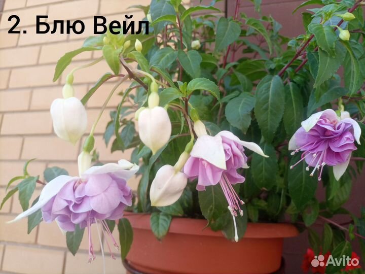 Фуксии сортовые