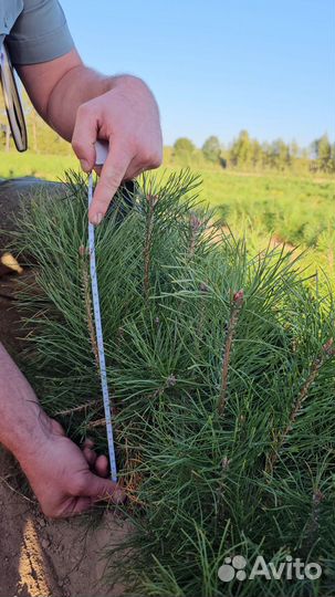 Сеянцы сосны окс оптом