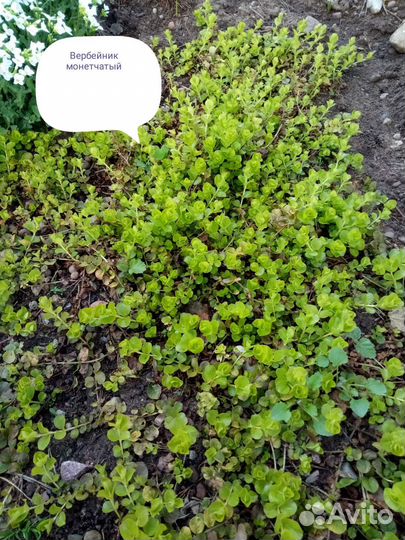 Цветы многолетние разные