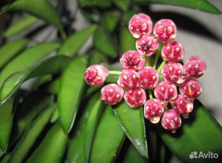 Комнатные растения