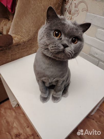 Британская кошка