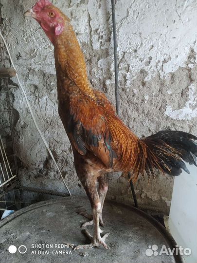 Бойцовый петух бронь