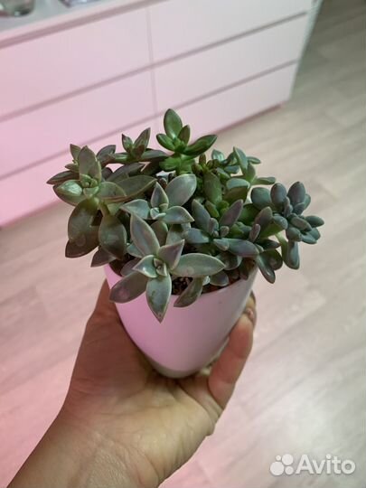 Подарок на свадьбу гостям