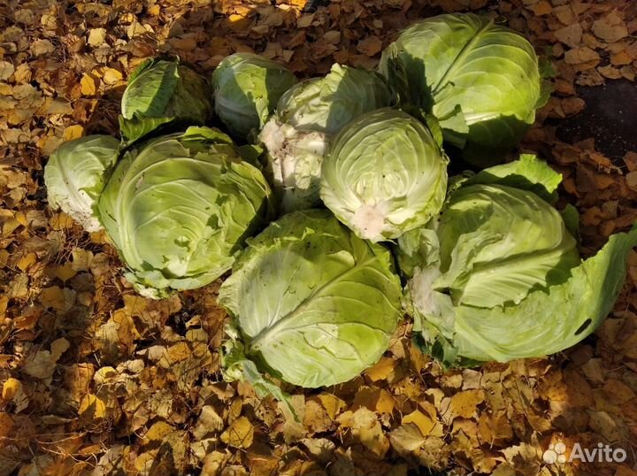 Капуста белокочанная