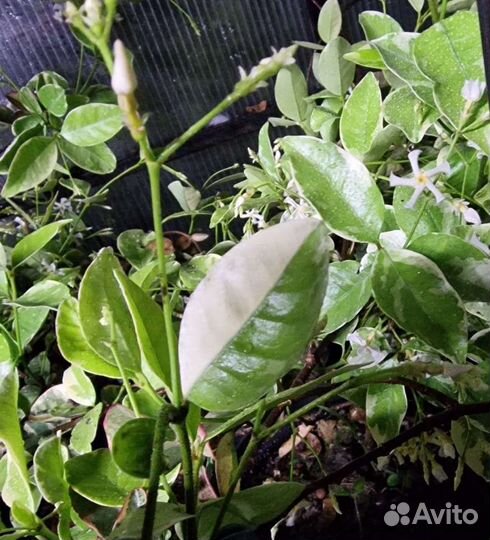 Плющ, лиана разные сорта