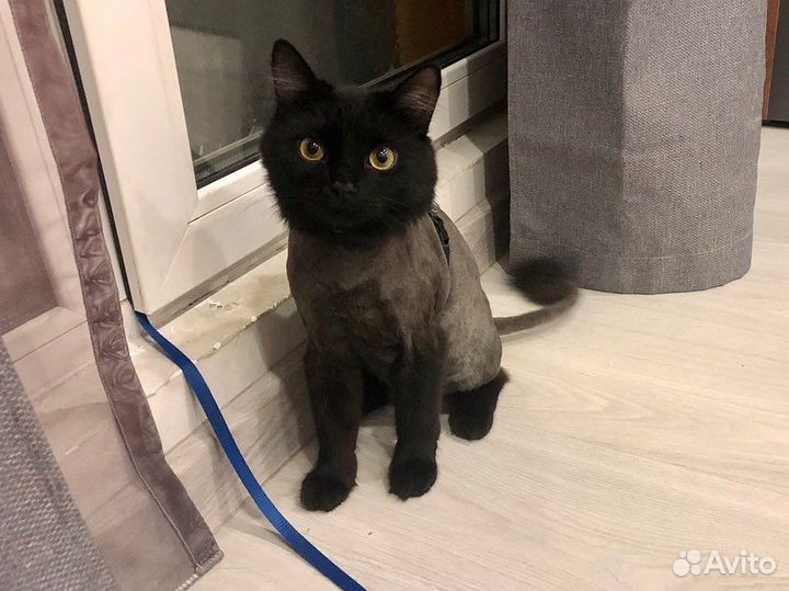 Стрижка котов кошек с выездом