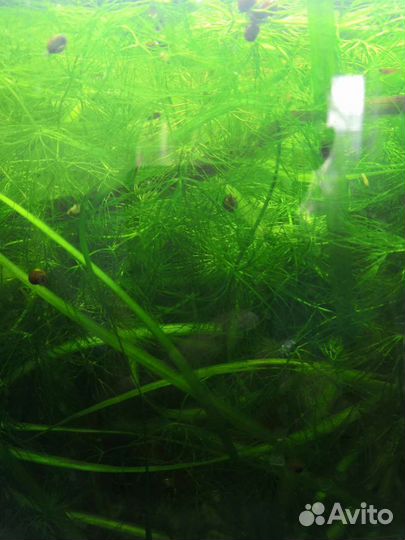 Аквариумные растения