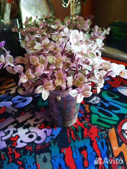 Коллизия розовая