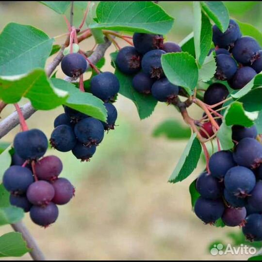 Саженцы ирги