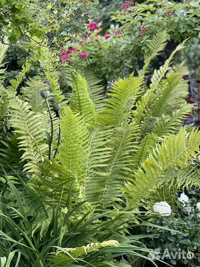 Папоротник Страусиное Перо
