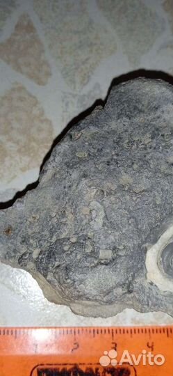 Окаменелость