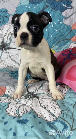 Бостон терьер - щенки