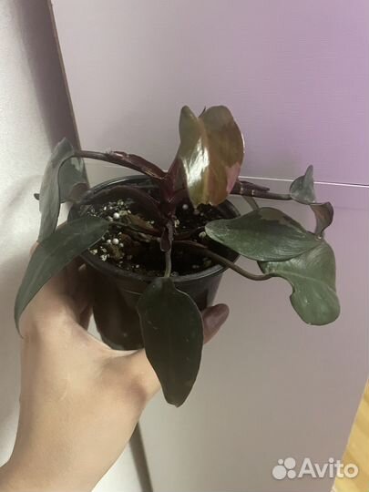 Филолендрон розовая принцесса