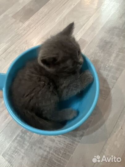 Шотладские котята