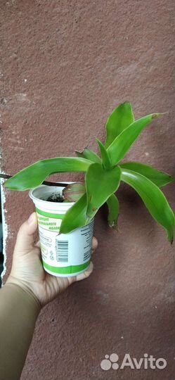 Растение золотой ус