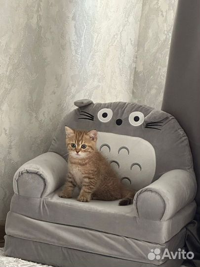 Британский рыжий котенок