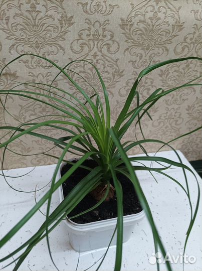 Бокарнея нолина