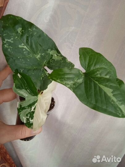 Фикус шривериана, сингониум вайт империал