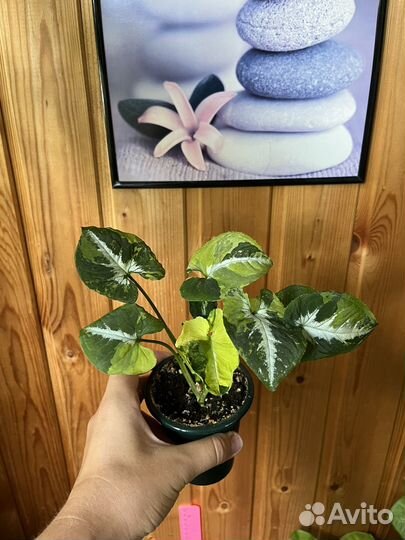 Сингониум Вандалина яичница