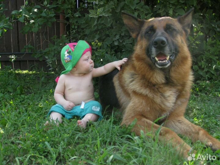 Дрессировка собак