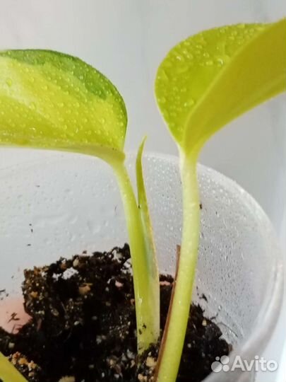 Сциндапсусы