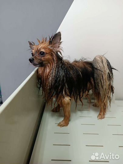 Груминг шпицы