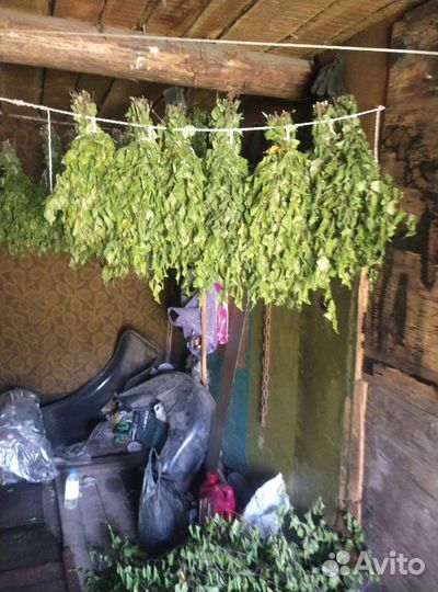 Веники для бани