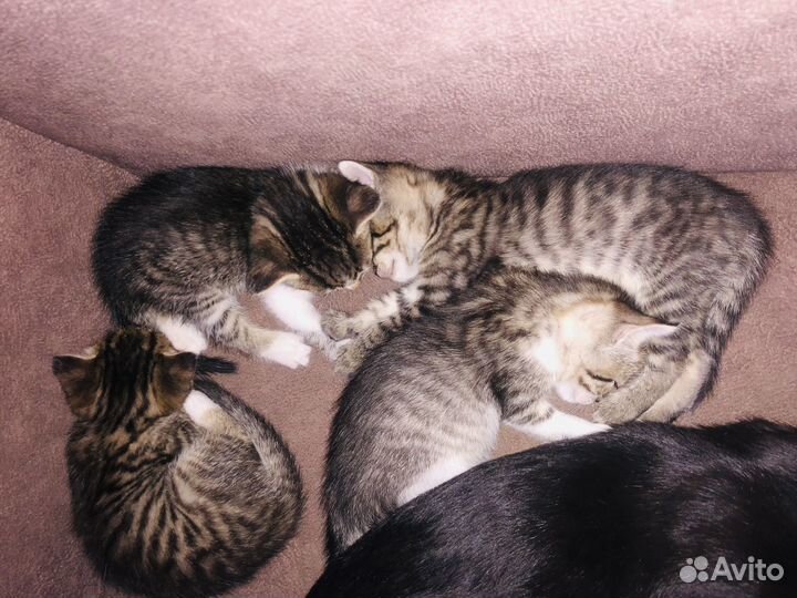 Котята бесплатно