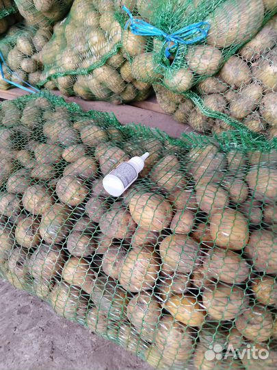 Продам картошку сорт Галла