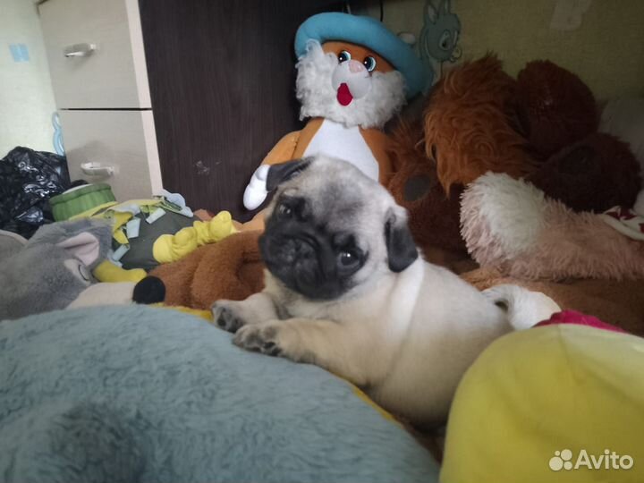 Продам щенков мопса