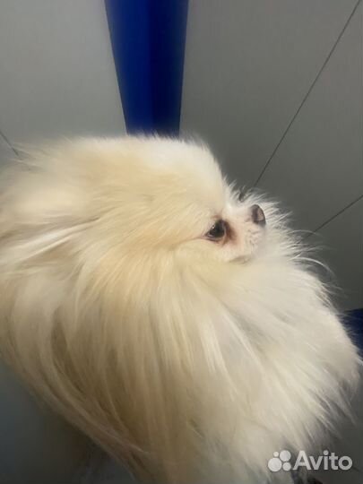 Померанский шпиц