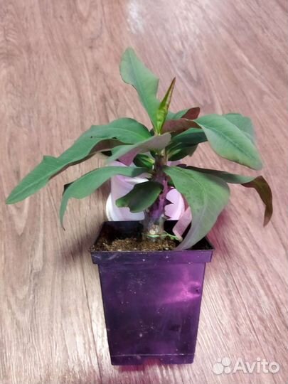 Эуфорбия миля укорененные черенки