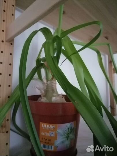 Индийский лук, алое