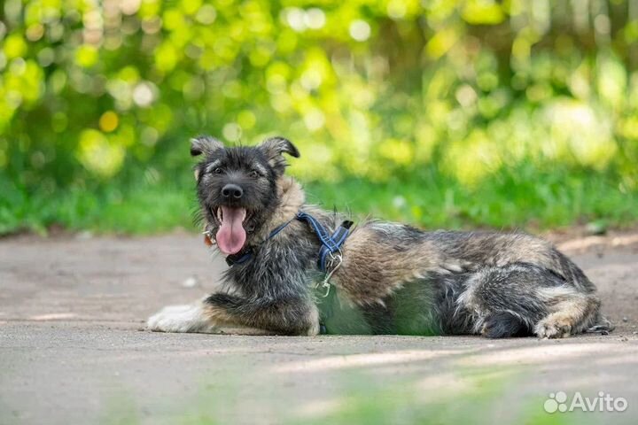 Собака в добрые руки щенок