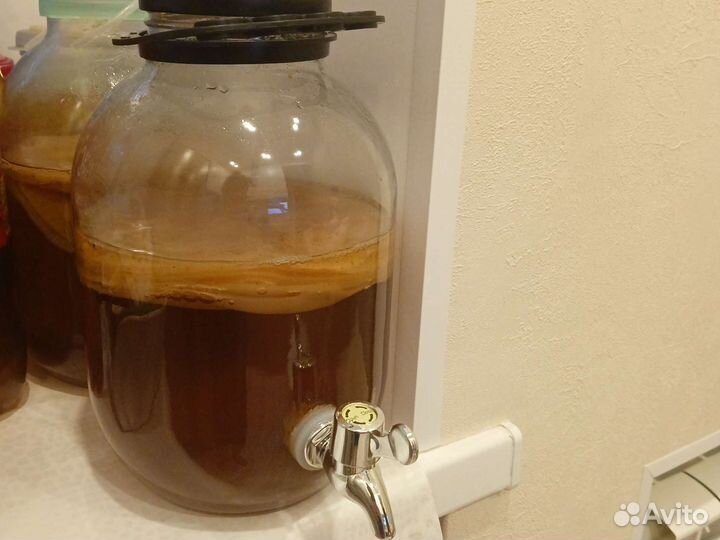 Чайный гриб Комбуча цена за 1 слой+готовый раствор