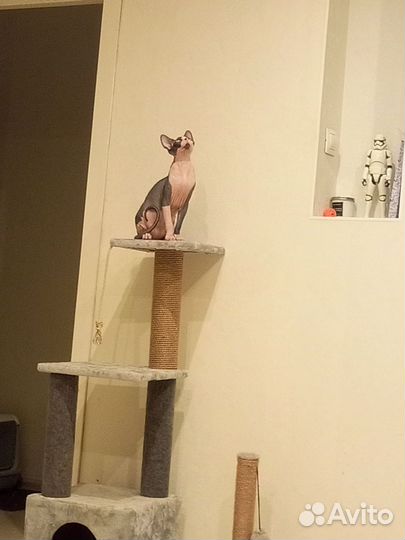 Кот на вязку сфинкс