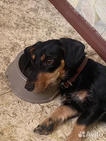 Отдам в добрые руки