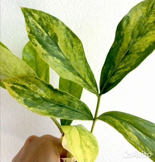 Замиакулькас LongLeaf