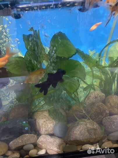 Аквариум