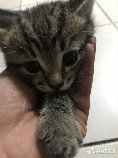 Котята в добрые руки бесплатно