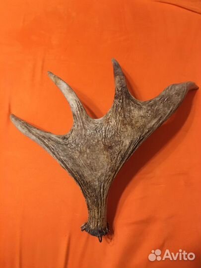 Рога лося, натуральные, не окрашенные, цвет естест